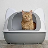 Cystite chez le chat